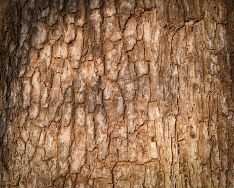 Tree bark texture. Nature wood background