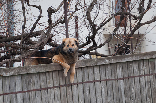 Baby dachshund dog sleeping on grey rustic fence