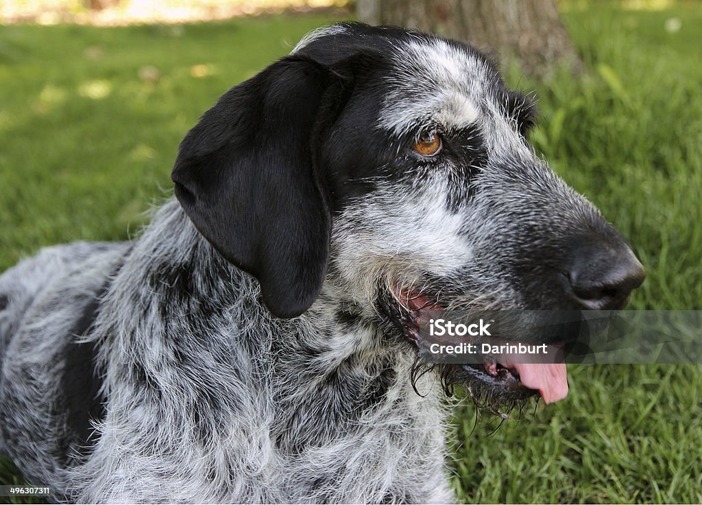german wirehaired pointer German wirehair pointer hunting dog Animal Stock Photo