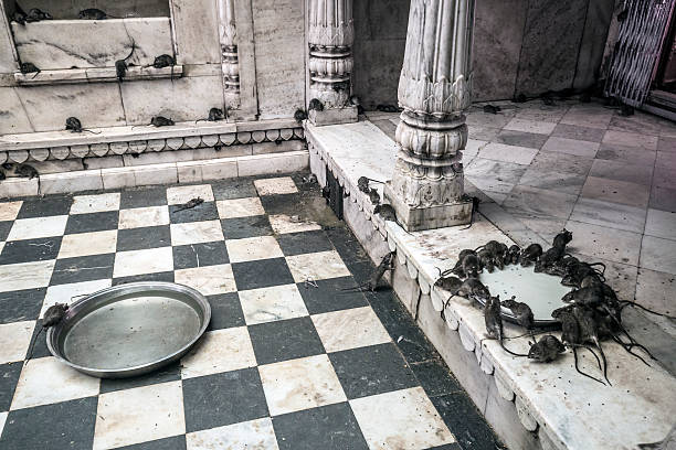 Holy rats in the Karni Mata Temple. This is a famous Hindu temple dedicated to Karni Mata goddess in Deshnoke near Bikaner in the state of Rajasthan India. More than 20000 rats live in this temple and are considered sacred. Thousand of people come here for blessings offering donation and food for the rats.