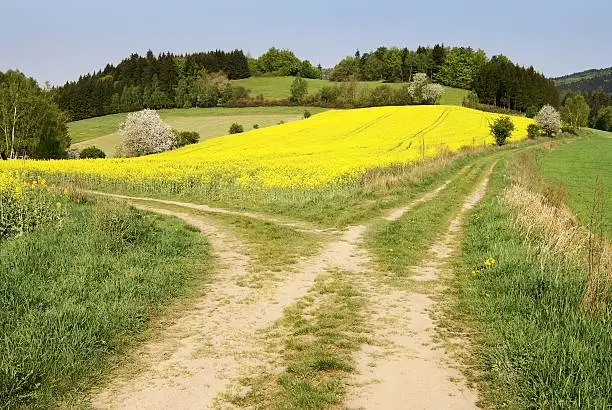 view on field path and yellow rapeseed field - bohemian and moravian highlands