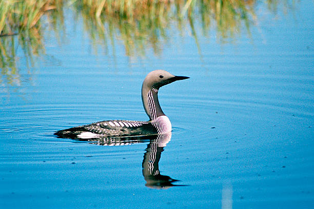Black-throated diver swimming in the lake. Black-throated diver swimming in the lake at the mouth of the river tundra. arctic loon stock pictures, royalty-free photos & images