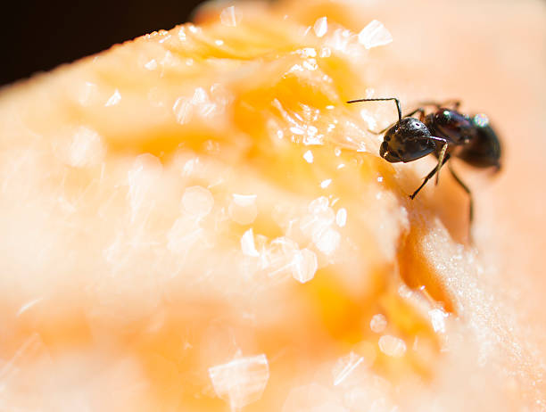 Ant eating cantaloupe. stock photo