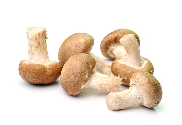 istock mushroom isolated on white background 496308153
