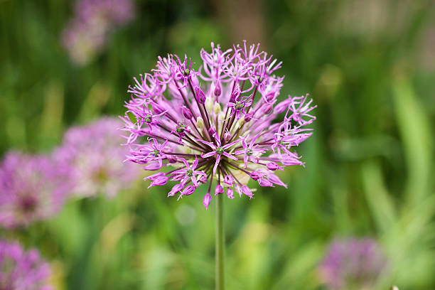 Allium flower (wild onion) Allium flower (wild onion)  purpur stock pictures, royalty-free photos & images