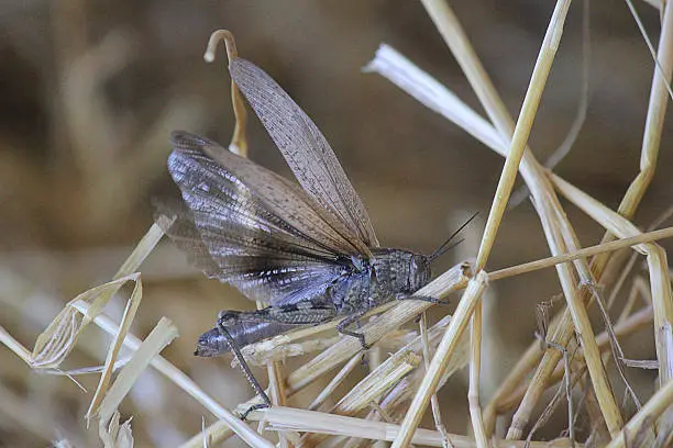 a cricket in the straw with open wings