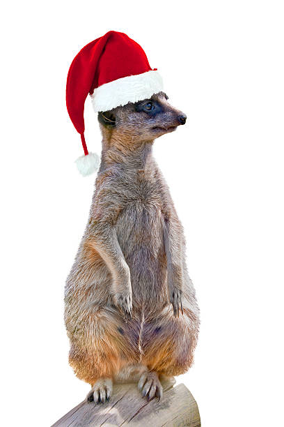 istock Red Christmas hat on a suricate isolated on white 496308850