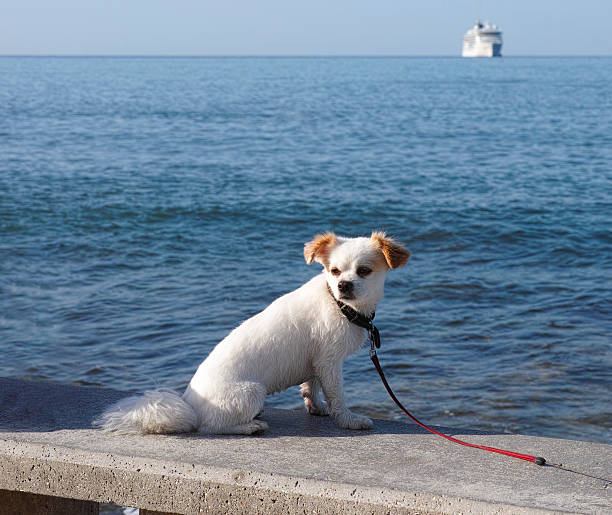 istock Dog on the seacoast. 496309204