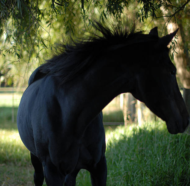 Black horse in the green pasture