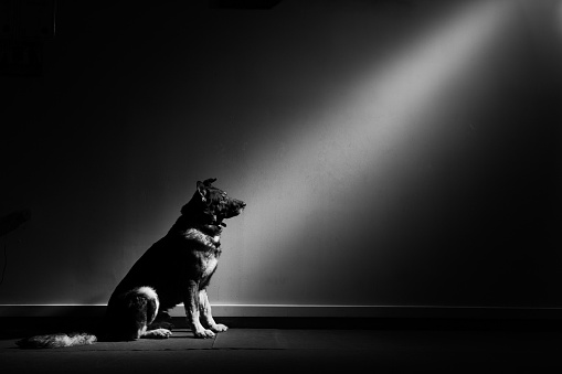 A lone German Shepherd staring up at a beam of light.  Black and White