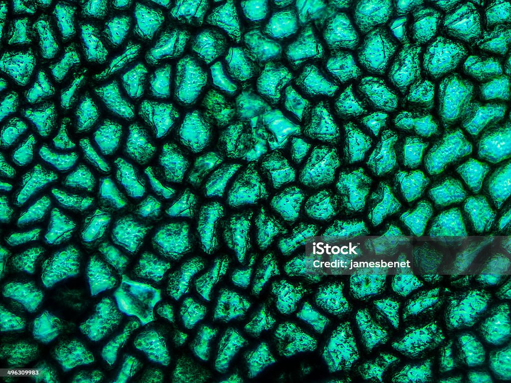 Fern Zellen sichtbar auf Mikroskop - Lizenzfrei Farn Stock-Foto