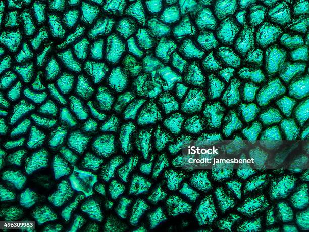 Fern Cells Seen On Microscope Stock Photo - Download Image Now - Fern, Magnification, Stomata - Plant Part