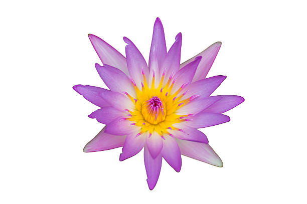 istock purple lotus ,water lilly isolated white background with clippin 496310245