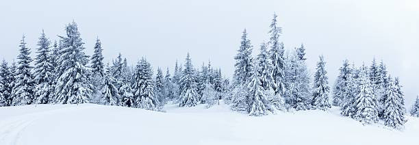 istock Spruce Tree Forest Covered by Snow in Winter Landscape 496310396