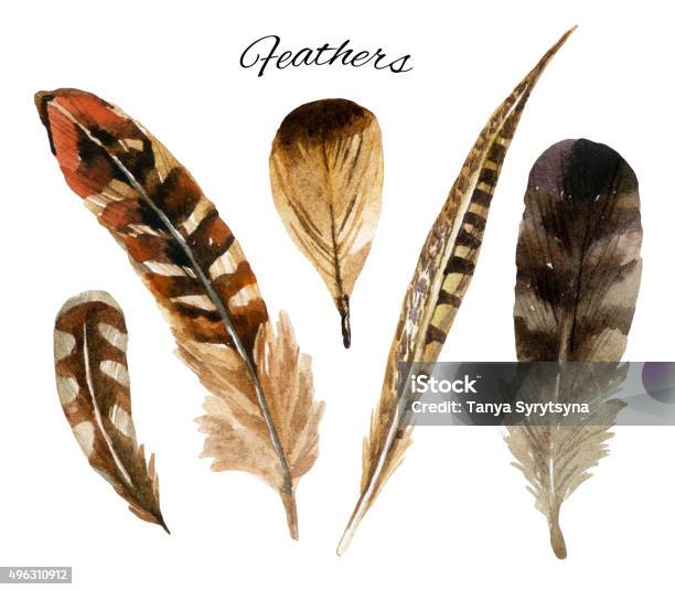 Watercolor Feather Set Stock Illustration - Download Image Now - Feather, Pheasant - Bird, Eagle - Bird