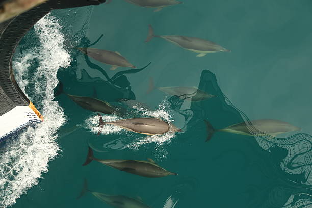 stado delfinów i łuk - regatta sports race sailing nautical vessel zdjęcia i obrazy z banku zdjęć