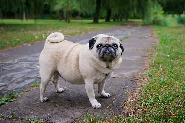 Little fat pug walking in a summer park.