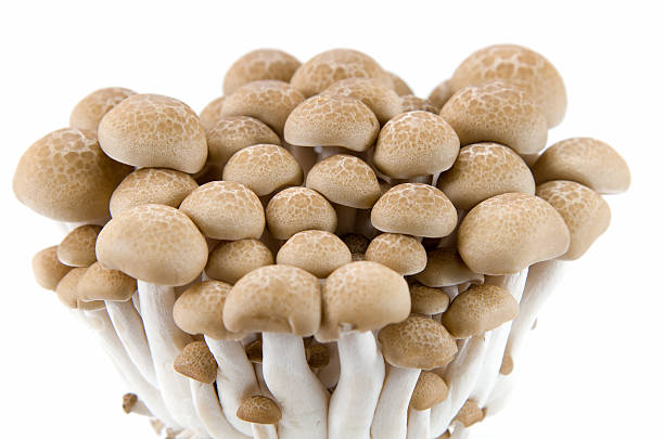 istock Buna Shimeji mushrooms. 496311349