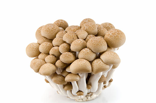 istock Buna Shimeji mushrooms. 496311353