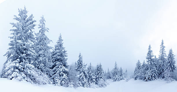 istock Spruce Tree Forest Covered by Snow in Winter Landscape 496312016