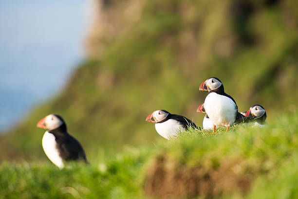 istock Atlantic puffin, Fratercula arctica 496312088