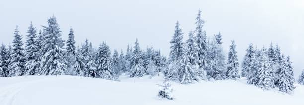 Spruce Tree Forest Covered by Snow in Winter Landscape