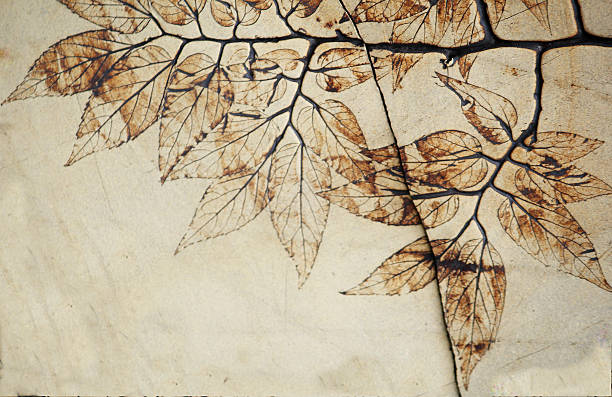 лист ископаемое - fossil leaves стоковые фото и изображения
