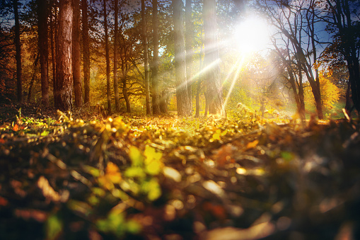 Surface level shot of a forest in late October. The ground is covered with dry leaves and the Sun is very low creating some beautiful sun rays passing through tall trees.