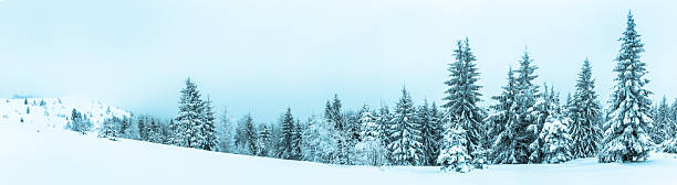 istock Spruce Tree Forest Covered by Snow in Winter Landscape 496320398