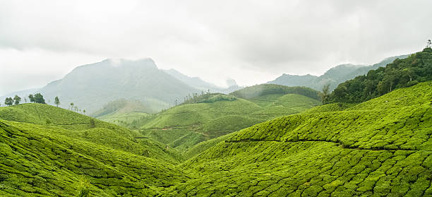 plantações de chá na índia, munnar panorama - munnar imagens e fotografias de stock
