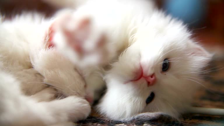 Tiere
