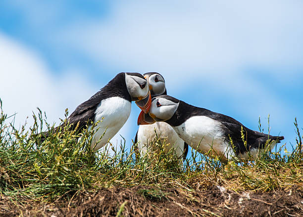 istock Puffins billing on Staple Island 496345670