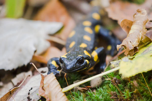 istock Fire lizard in yellow leaves on the forest ground 496345794
