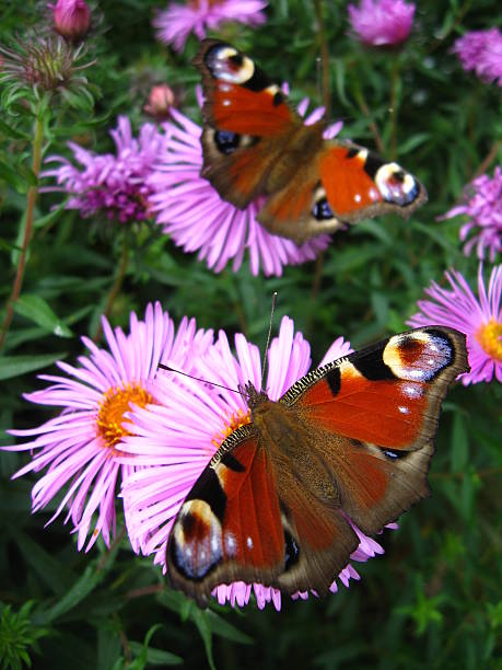 istock The pair of peacock eyes on the asters 496345916