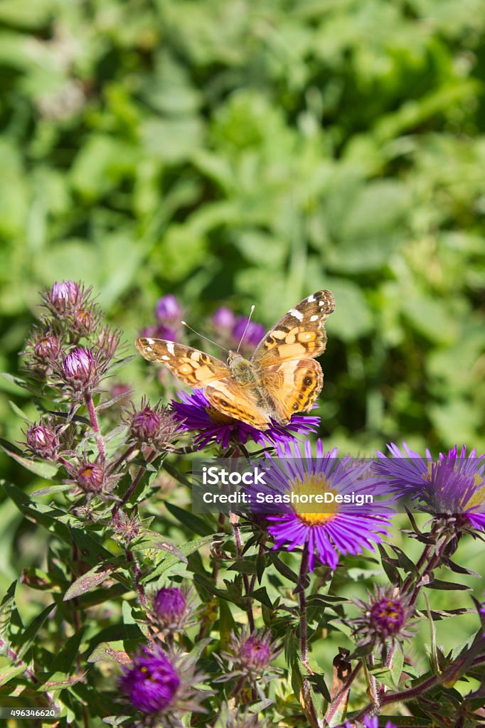 Yellow Butterfly on Purple Flowers A yellow / orange butterfly perched on purple flowers. 2015 Stock Photo