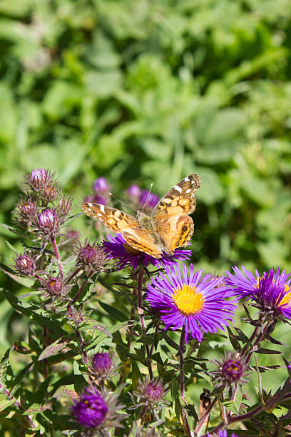 Yellow Butterfly on Purple Flowers stock photo