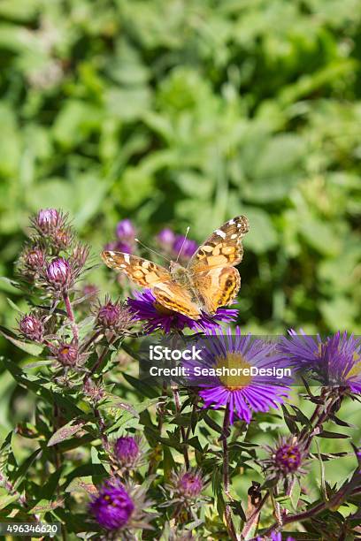 Yellow Butterfly On Purple Flowers Stock Photo - Download Image Now - 2015, Butterfly - Insect, Flower
