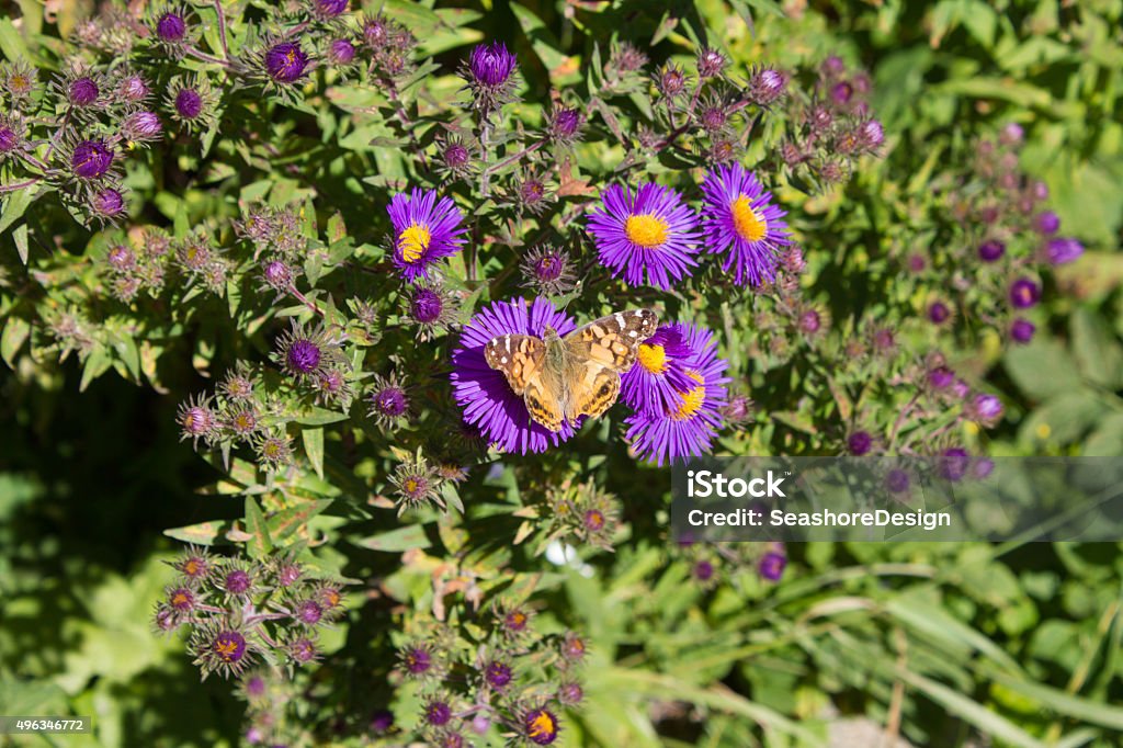 Yellow Butterfly on Purple Flowers A yellow / orange butterfly perched on purple flowers. 2015 Stock Photo