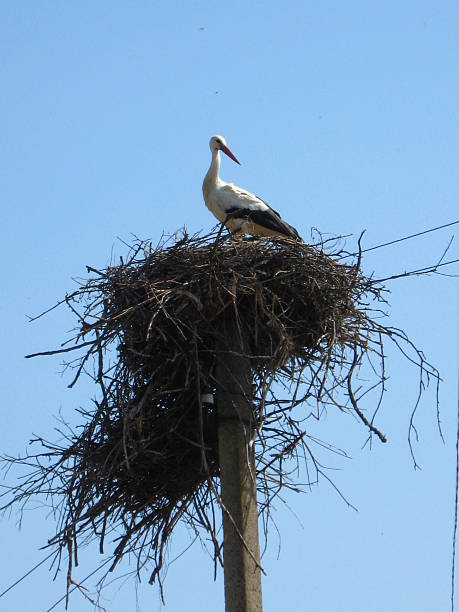 istock Nest of storks in village 496347062