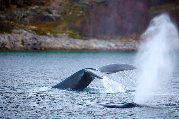 istock Humpback whale safari in the arctic 496347560