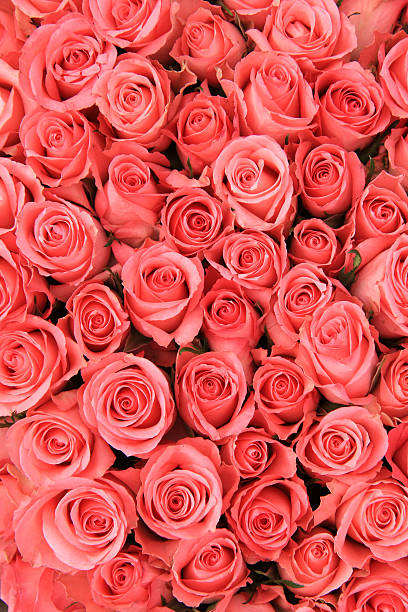 istock Pink roses in a bridal arrangement 496348643