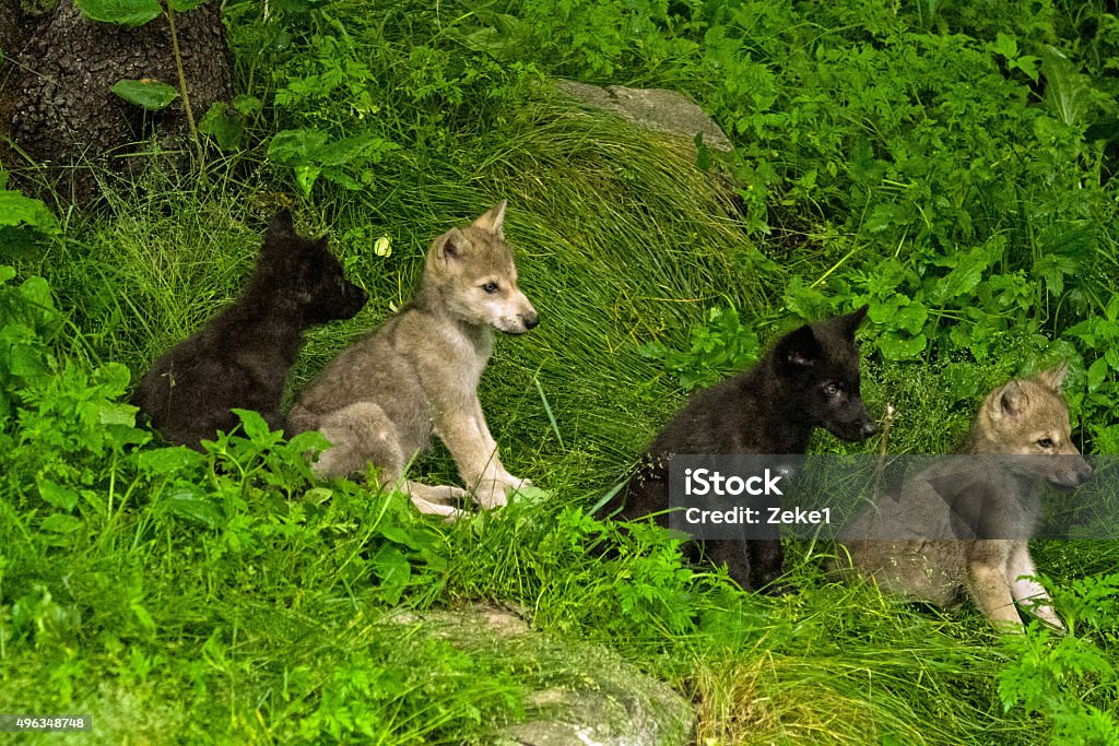 Timber Wolf Pups These Timber Wolf Pups had just finished drinking from their mother when she walked away a few yards.  They all sat on the hill looking like "Where are you going?  We're not done!"  I was lucky to get them at such a precious moment in time. 2015 Stock Photo