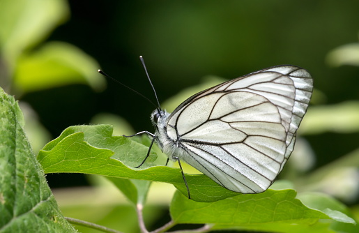 White butterfly on the leaf in nature.\t