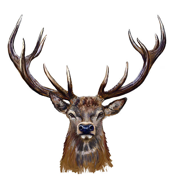 deer kopf auf der vorderseite - deer portrait stock-grafiken, -clipart, -cartoons und -symbole