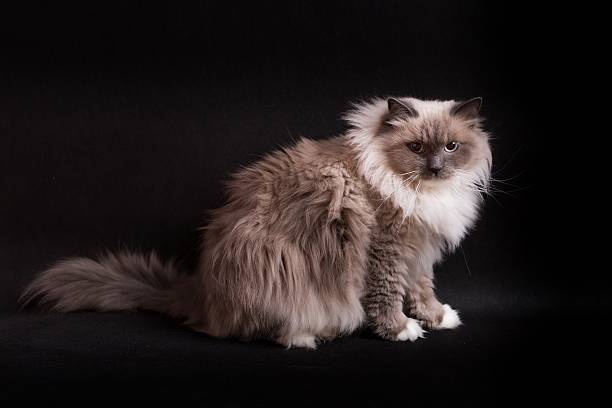 istock Beautiful Neva Masquerade cat portrait 496349514