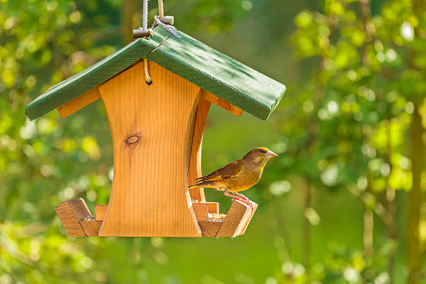 greenfinch con semillas alimentador - green finch fotografías e imágenes de stock