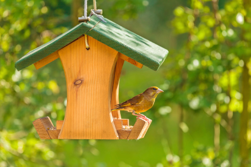 Male Eastern Bluebird next to birdhouse. Bringing food to chicks.