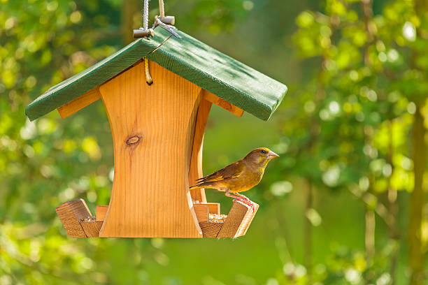 Greenfinch with seed feeder Greenfinch visiting a hanging wooden seed feeder bird feeder photos stock pictures, royalty-free photos & images