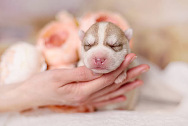 istock newborn siberian husky puppy 496349640