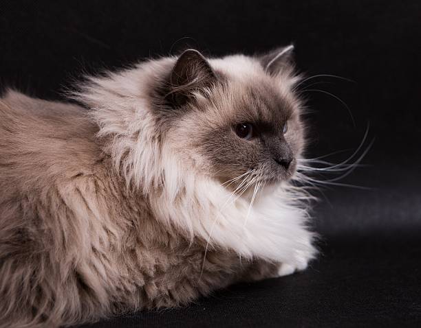 istock Beautiful Neva Masquerade cat portrait 496349658
